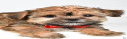 Shorkie dogs for sale: Archie - Ad 5