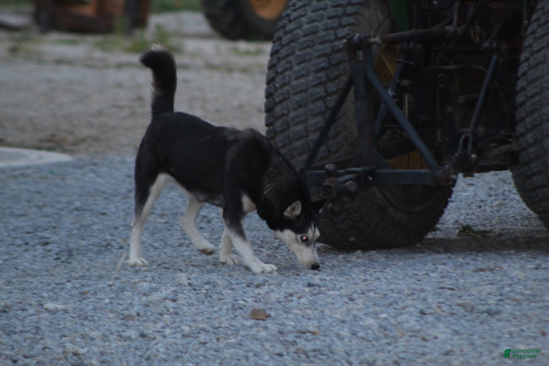 Siberian Husky dogs for sale: Siberian Husky Puppy 1 - Ad 5