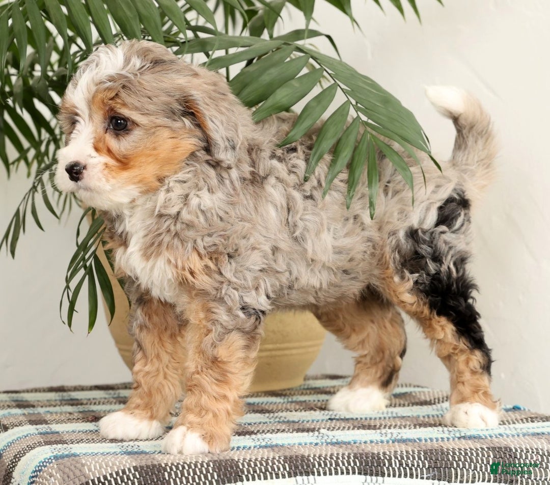 Mini Bernedoodle dogs for sale: Twinkle - Ad 3