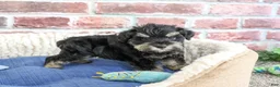 Miniature Schnauzer dogs for sale: Jimmy - Ad 3
