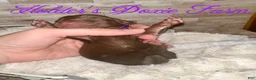 Miniature Dachshund dogs for sale: Haven - Ad 3