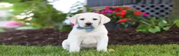 Labrador Retriever dogs for sale: Kurt - Ad 3