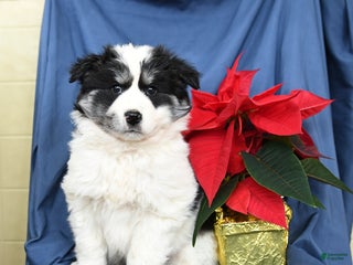 Mixed Breed dogs Colby - Ad 6