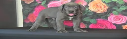 Great Dane dogs for sale: Great Dane 2 - Ad 2