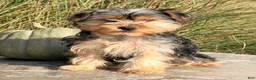 Yorkshire Terrier dogs for sale: Axel - Ad 7