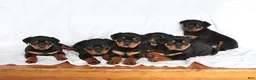 Rottweiler dogs for sale: Apollo - Ad 2