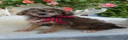 Yorkiepoo dogs for sale: Joey - Ad 4