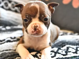 Boston Terrier dogs for sale: Heidi - Ad 3