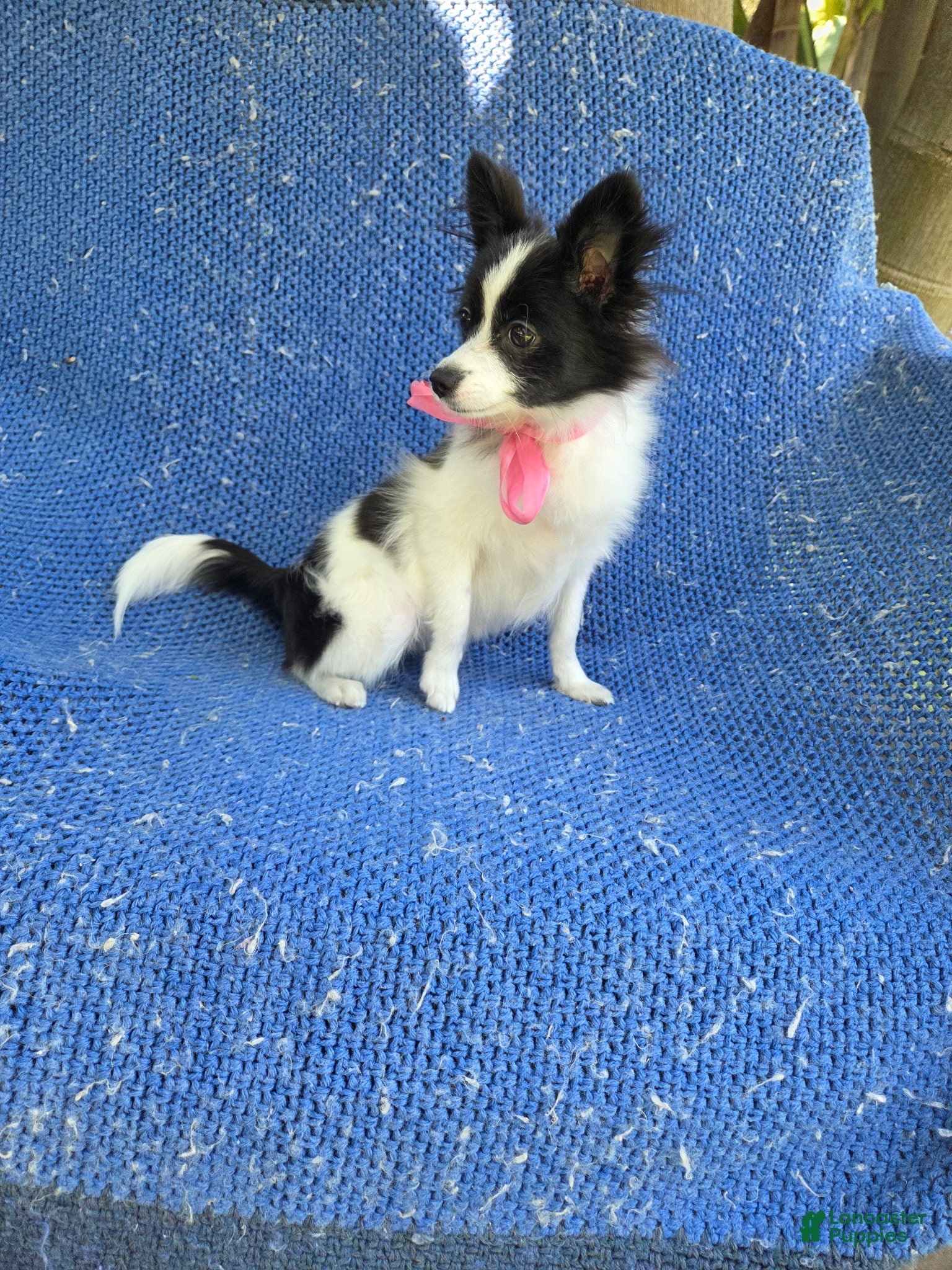 Pomeranian dogs Chloe - Ad 10
