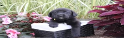 Labrador Retriever dogs for sale: Alex - Ad 3