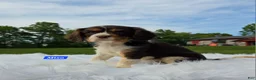 Cavalier King Charles Spaniel dogs for sale: Miso - Ad 6