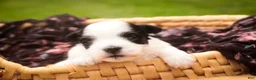 Havanese dogs for sale: Libby Havanese  - Ad 4