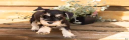 Miniature Schnauzer dogs for sale: Heath  - Ad 4