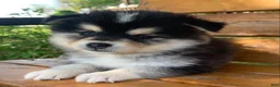 Alaskan Klee Kai dogs for sale: Little Darling~~Chloe!!! - Ad 12