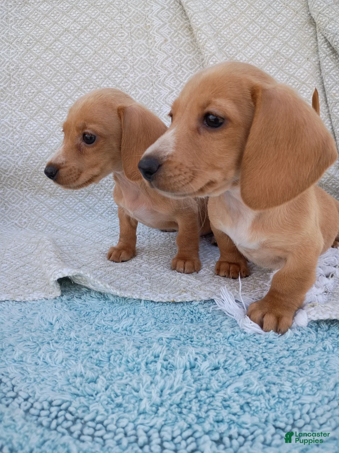 Miniature Dachshund dogs for sale: Miniature Dachshund Puppy 2 - Ad 1