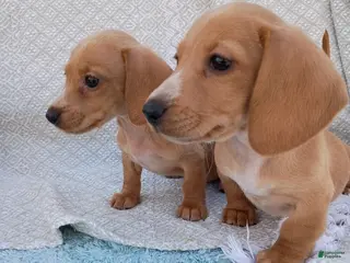 Miniature Dachshund dogs Miniature Dachshund Puppy 2 - Ad 5