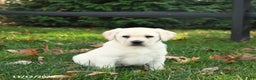 Labrador Retriever dogs for sale: Holly - Ad 2