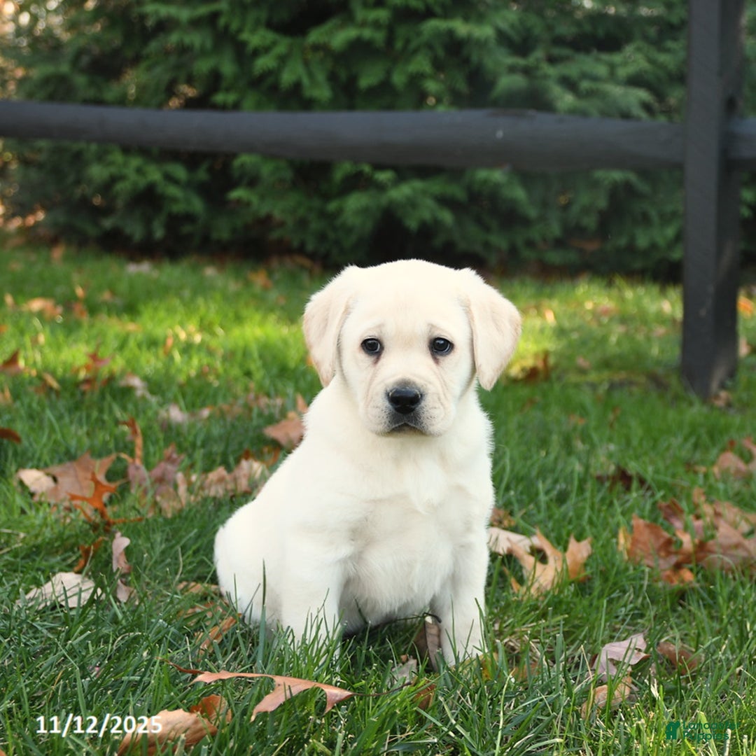 Labrador Retriever dogs for sale: Holly - Ad 2