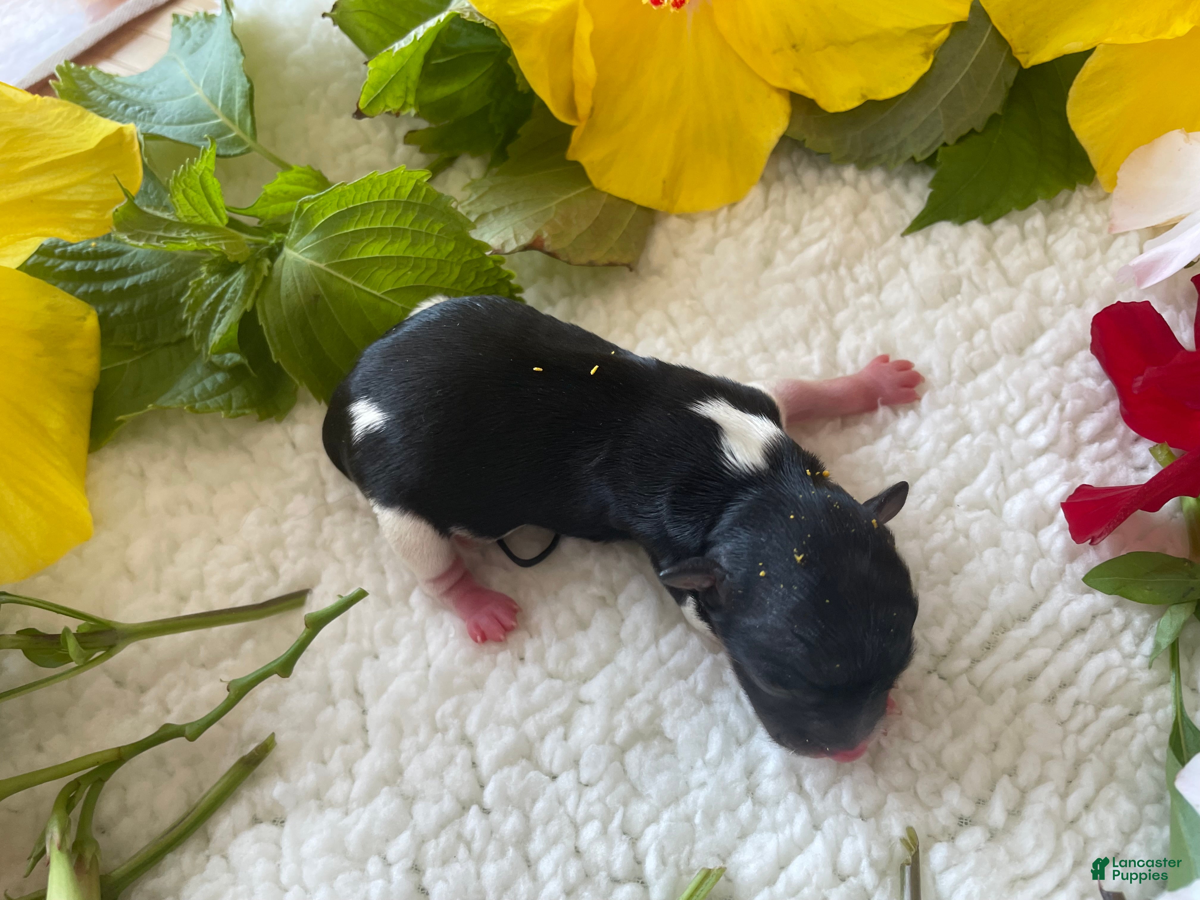 Biewer Terrier dogs for sale: Sunshine.   Biewer Terrier  - Ad 2