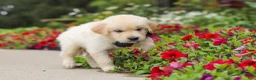 Golden Retriever dogs for sale: Burnell - Ad 5