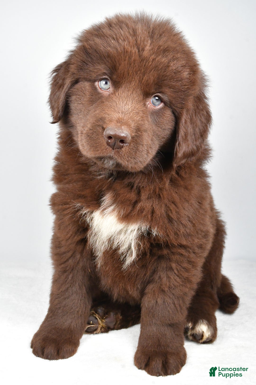 Newfoundland dogs for sale: Harper - Ad 5
