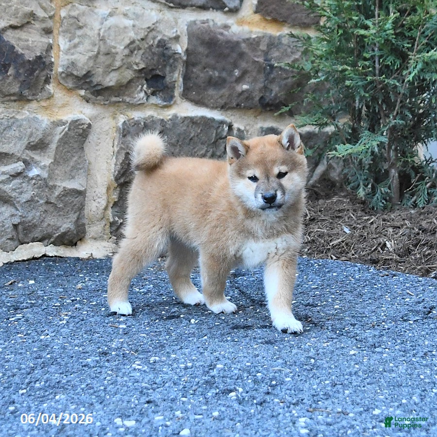 Shiba Inu dogs for sale: Shawn  - Ad 5