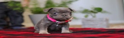 Frenchton dogs for sale: Ellie - Ad 2