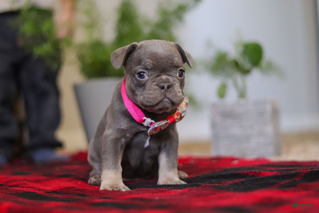 Frenchton dogs for sale: Ellie - Ad 2