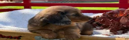 Miniature Dachshund dogs for sale: Barry - Ad 6