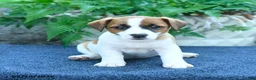 Jack Russell Terrier dogs for sale: Jade - Ad 5