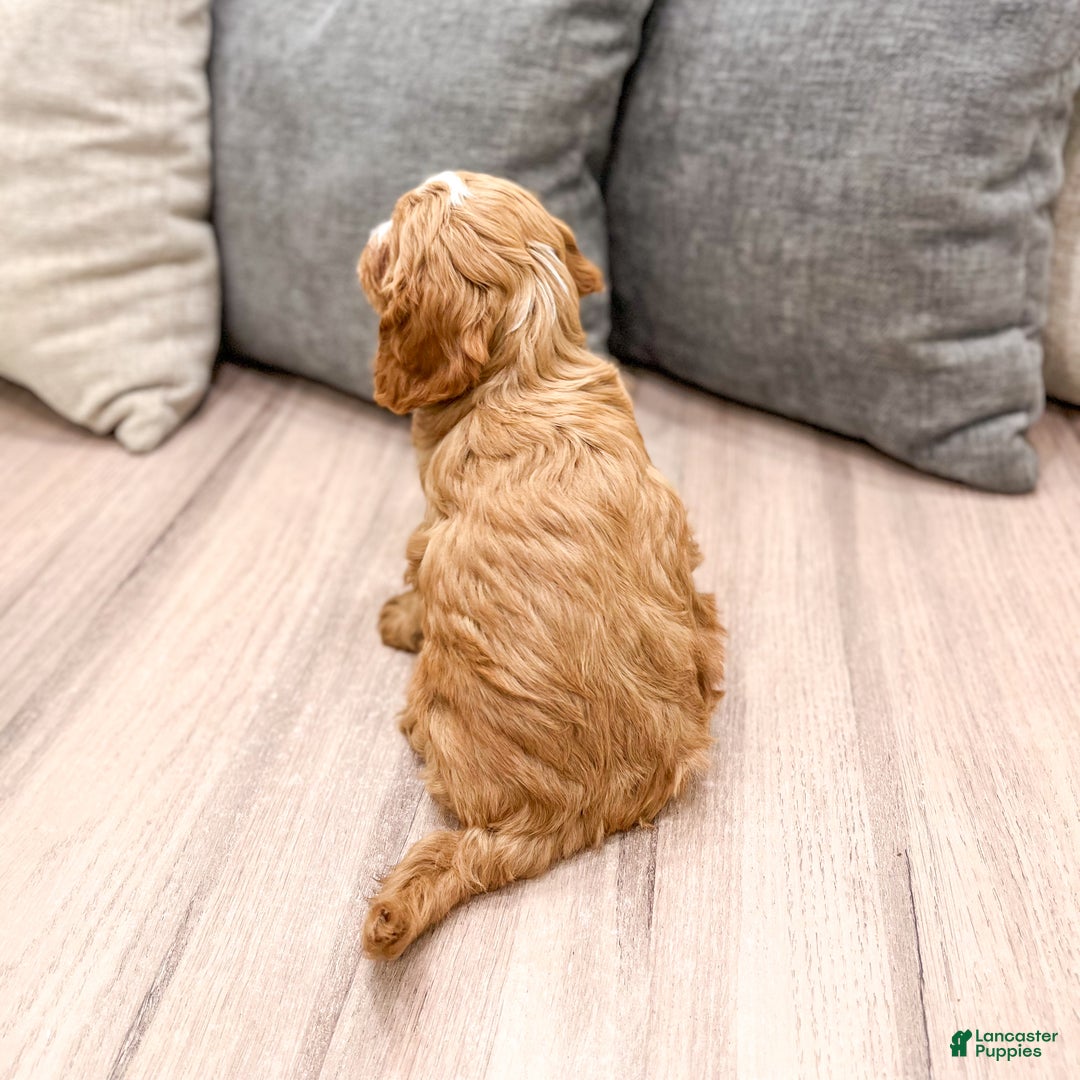 Cavapoo dogs for sale: Rocket - Ad 5
