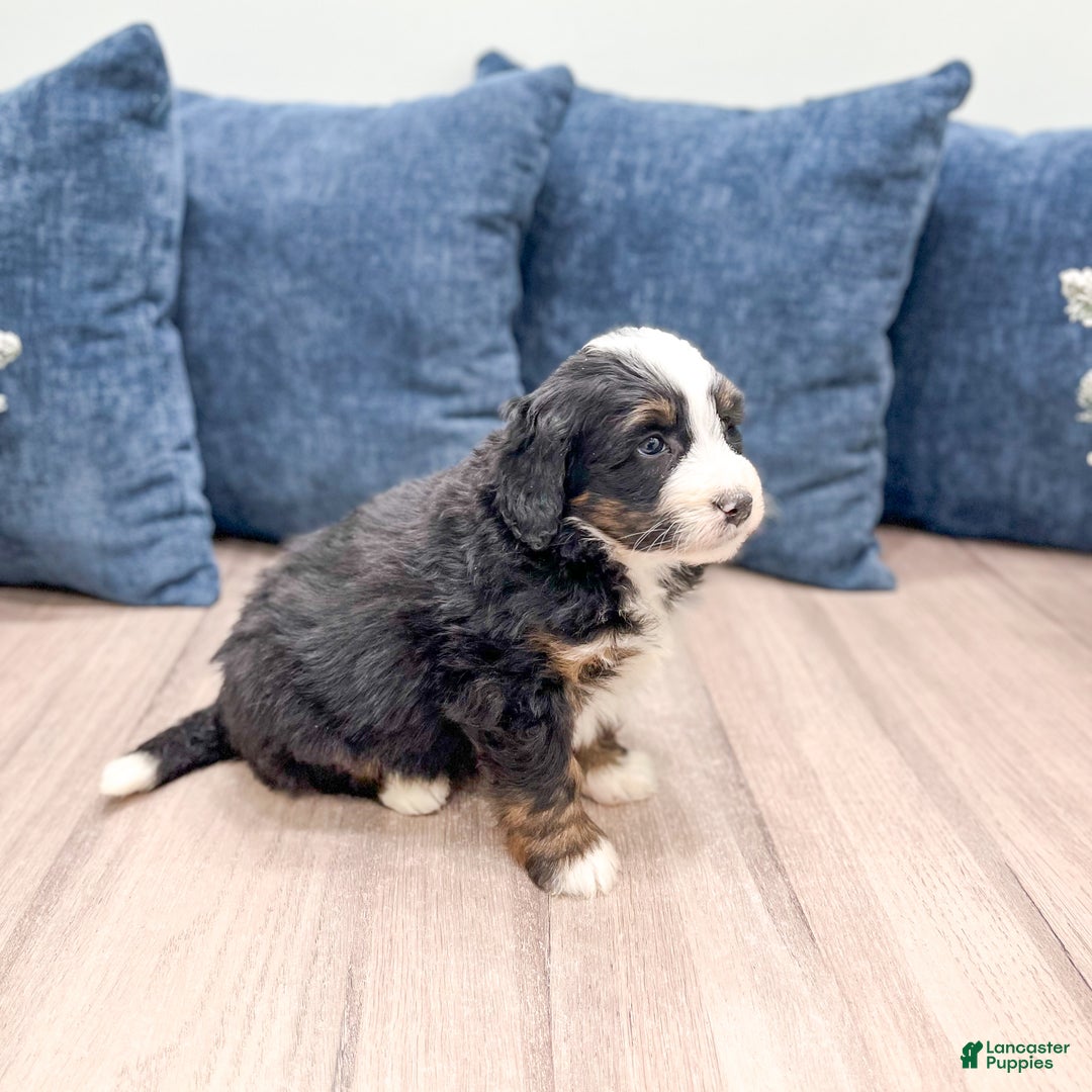 Mini Bernedoodle dogs for sale: Banjo - Ad 7