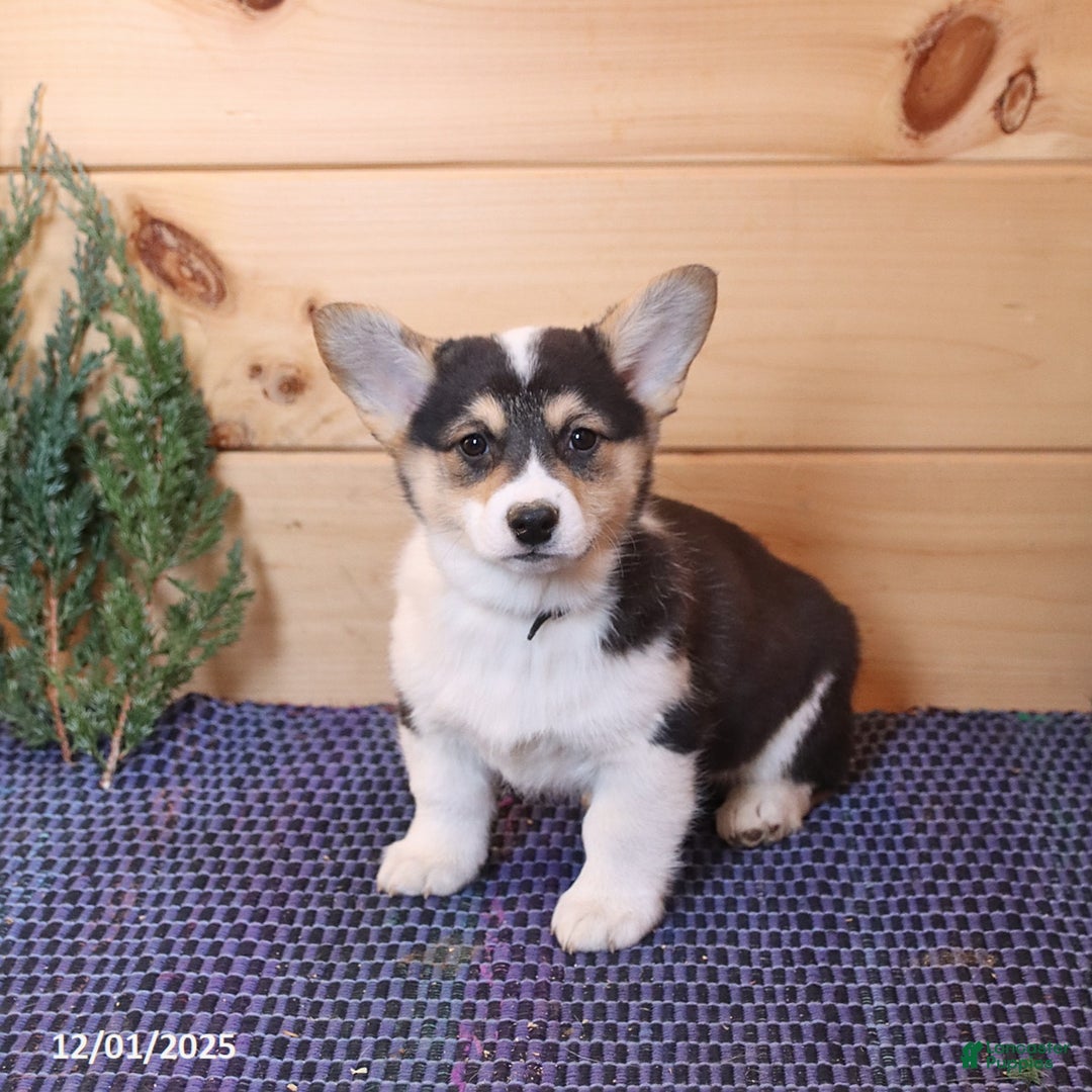 Welsh Corgi Pembroke dogs for sale: Sport - Ad 1