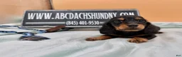 Miniature Dachshund dogs for sale: Ch bred AKC Russian  - Ad 2