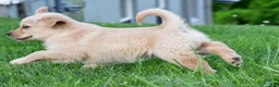 Golden Retriever dogs for sale: Diesel - Ad 7