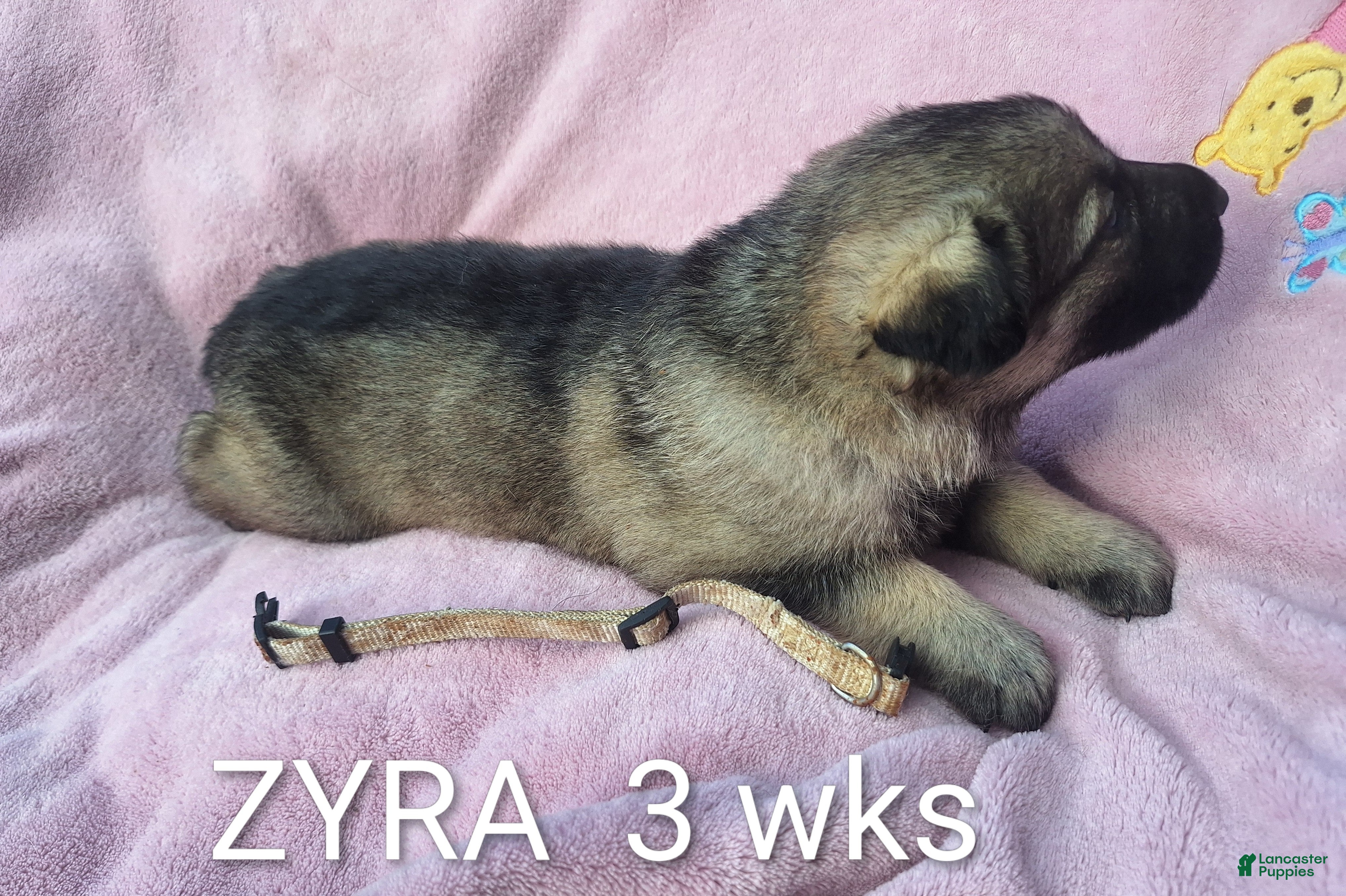 German Shepherd dogs Zyra - Ad 2