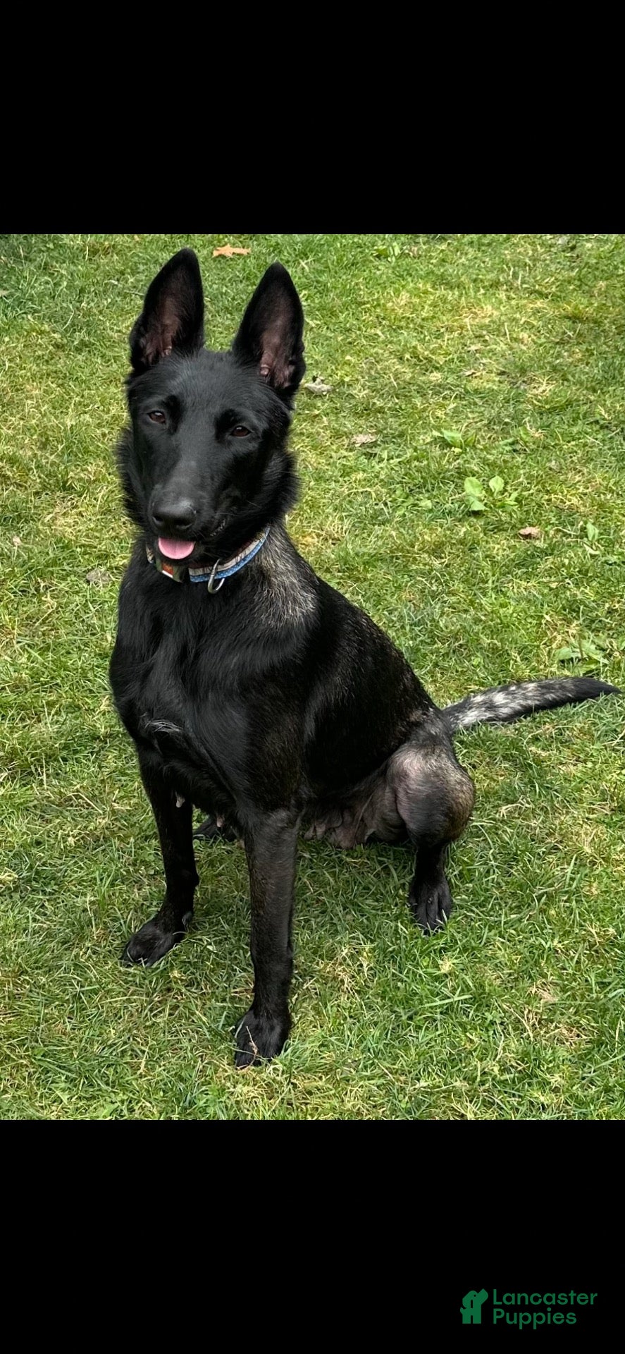 Belgian Malinois dogs for sale: Belgian Malinois 2 - Ad 2