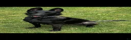 Belgian Malinois dogs for sale: Belgian Malinois 4 - Ad 2