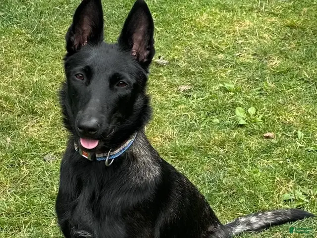Belgian Malinois dogs for sale: Belgian Malinois 2 - Ad 2