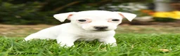 Jack Russell Terrier dogs for sale: Popcorn - Ad 1