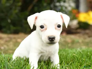 Jack Russell Terrier dogs for sale: Popcorn - Ad 1