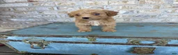 Miniature Labradoodle dogs for sale: Birdie  - Ad 6