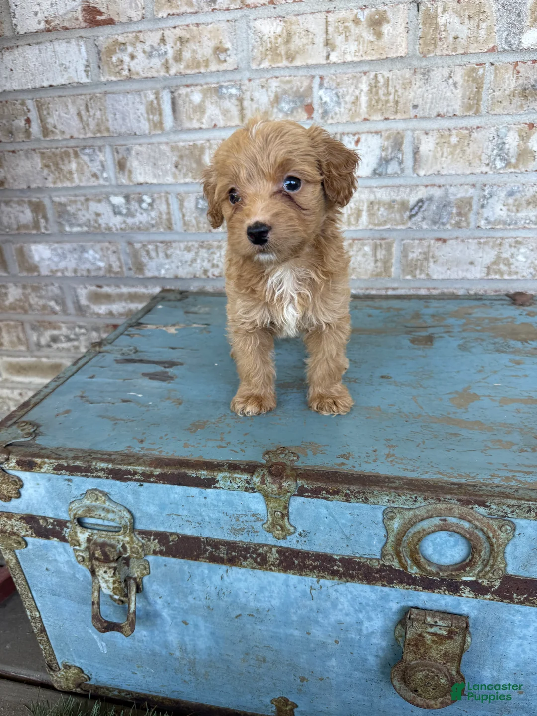 Miniature Labradoodle dogs for sale: Birdie  - Ad 6