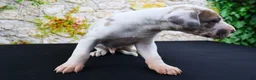 Great Dane dogs for sale: Apollo - Ad 3