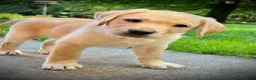 Labrador Retriever dogs for sale: Lola - Ad 4