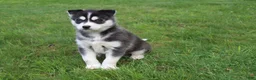 Siberian Husky dogs for sale: Ace - Ad 1