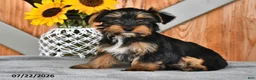 Mixed Breed dogs for sale: Raymond - Ad 3