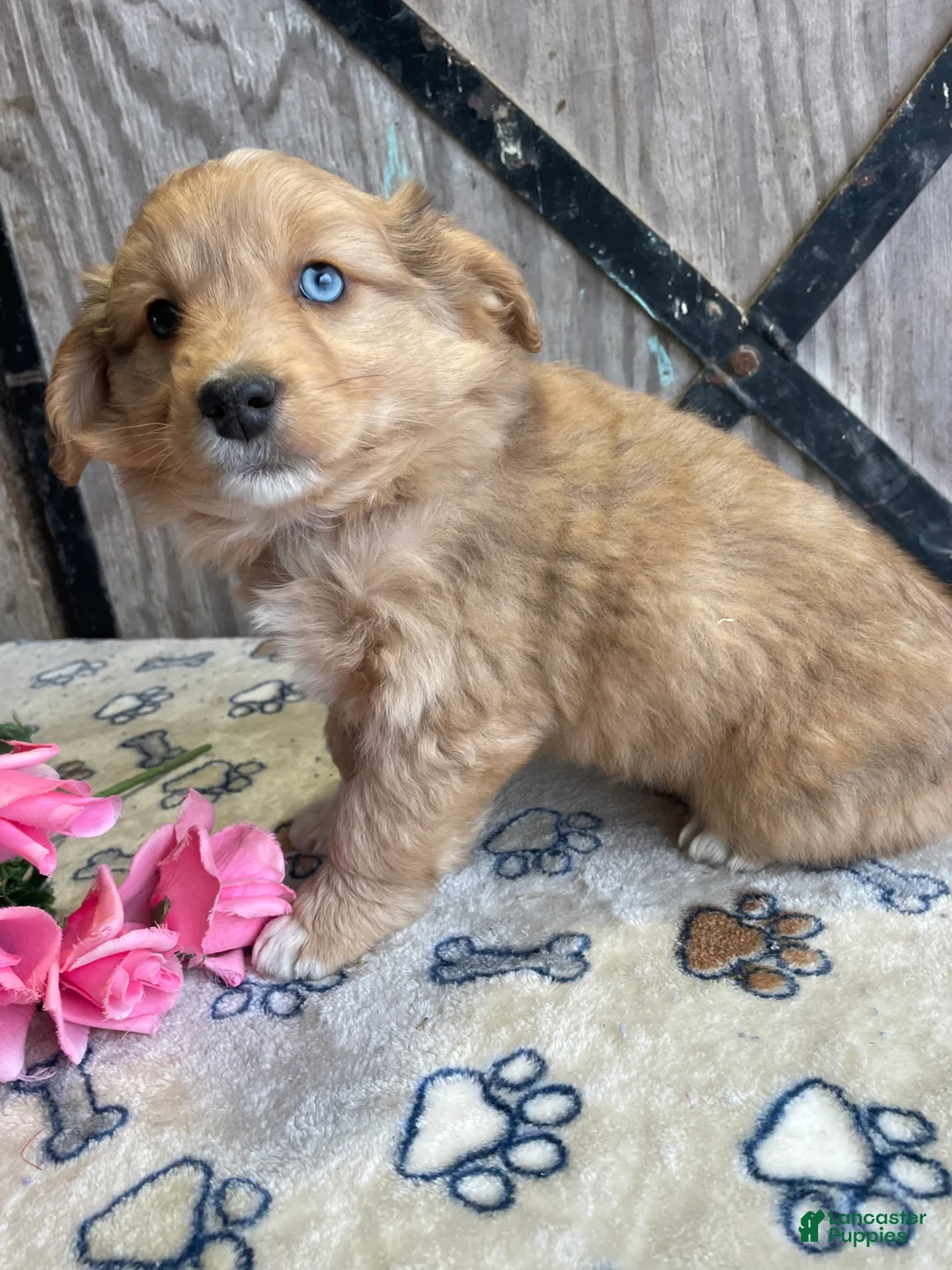 Corgipoo dogs for sale: Roman - Ad 4