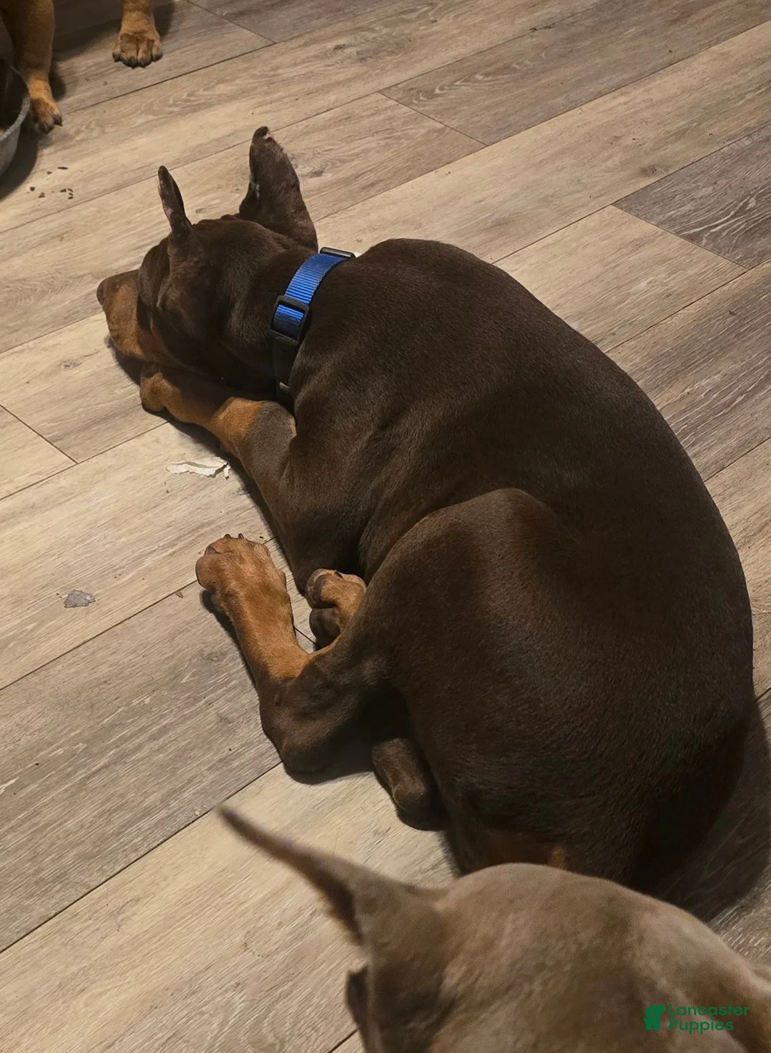 Doberman Pinscher dogs for sale: Fury  - Ad 2