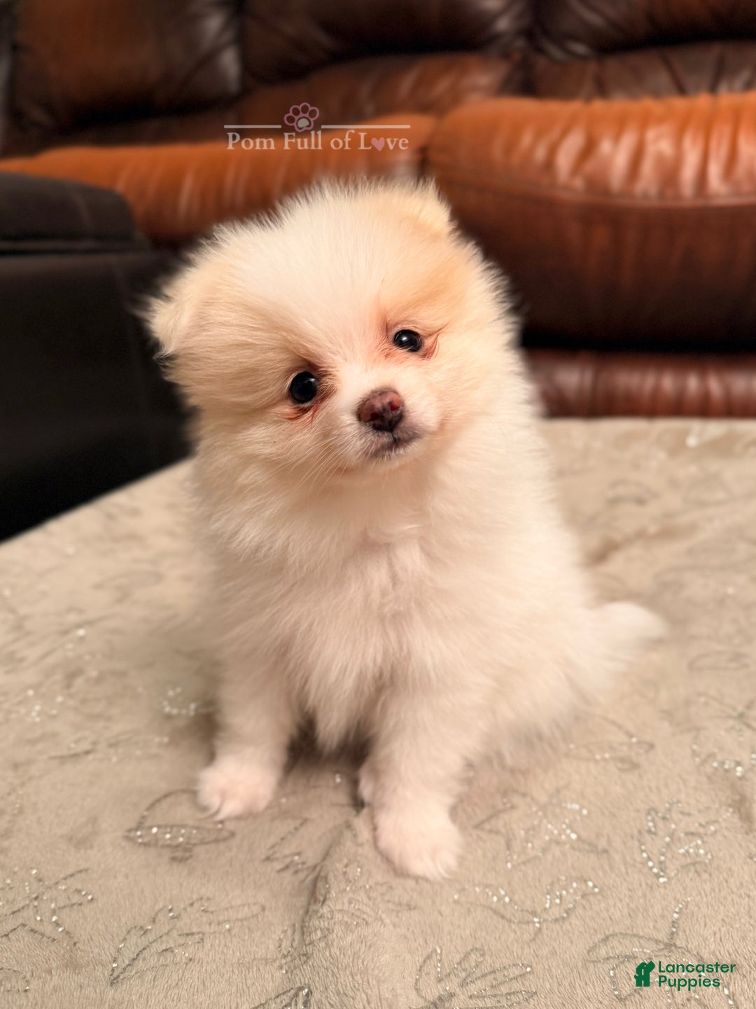 Pomeranian dogs for sale: AKC Aurora - Ad 4